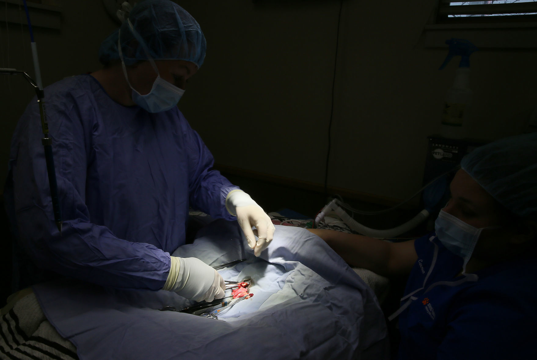 022419-qct-fea-spayday-007